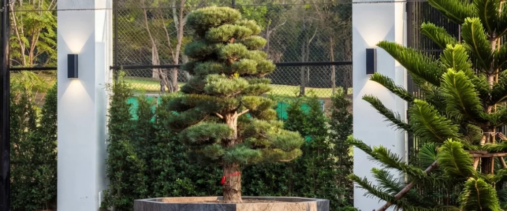 Beautifully landscaped garden with bonsai tree and modern wall uplighting at Phoenix Golf Club